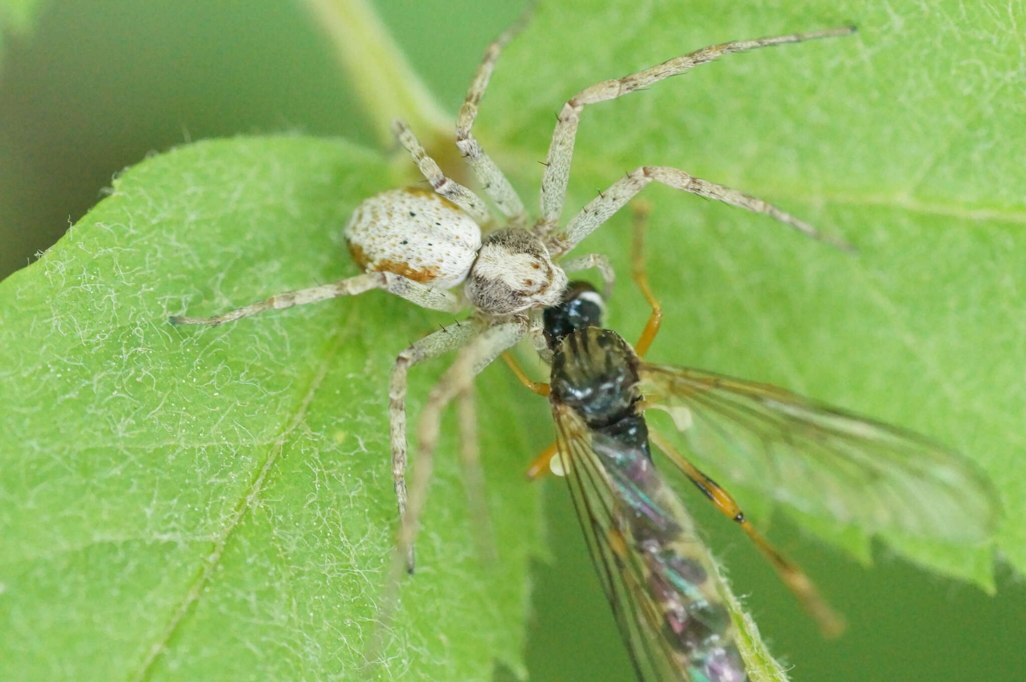 Image of Philodromus cespitum (Walckenaer 1802)