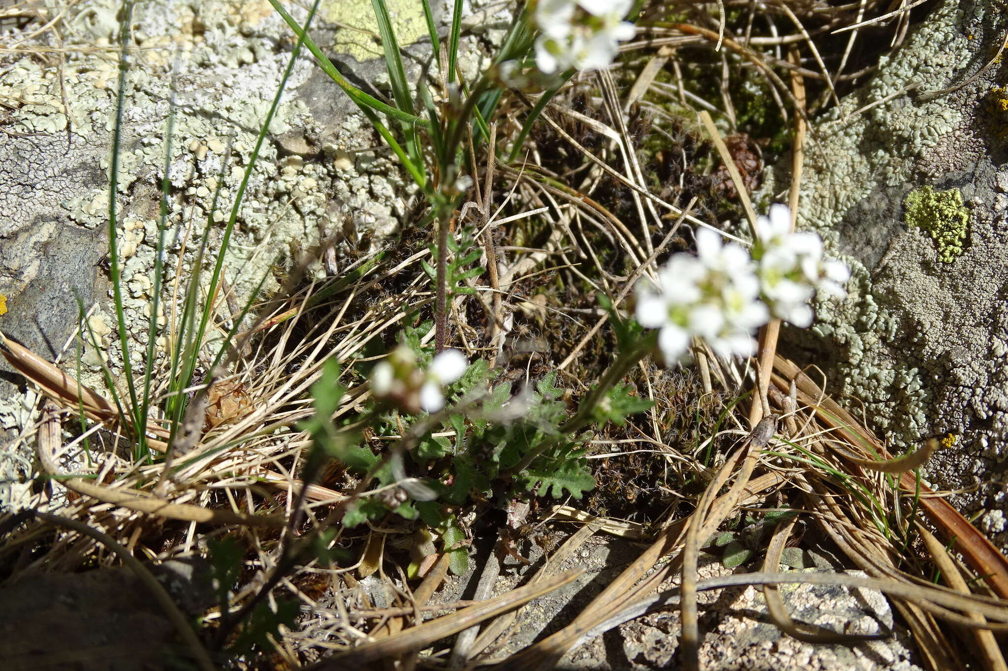 Image of Murbeckiella pinnatifida (Lam.) Rothm.