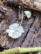 Image of Mycena mirata (Peck) Sacc. 1887