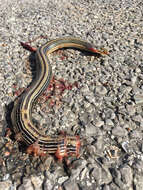 Image of Glass Lizards