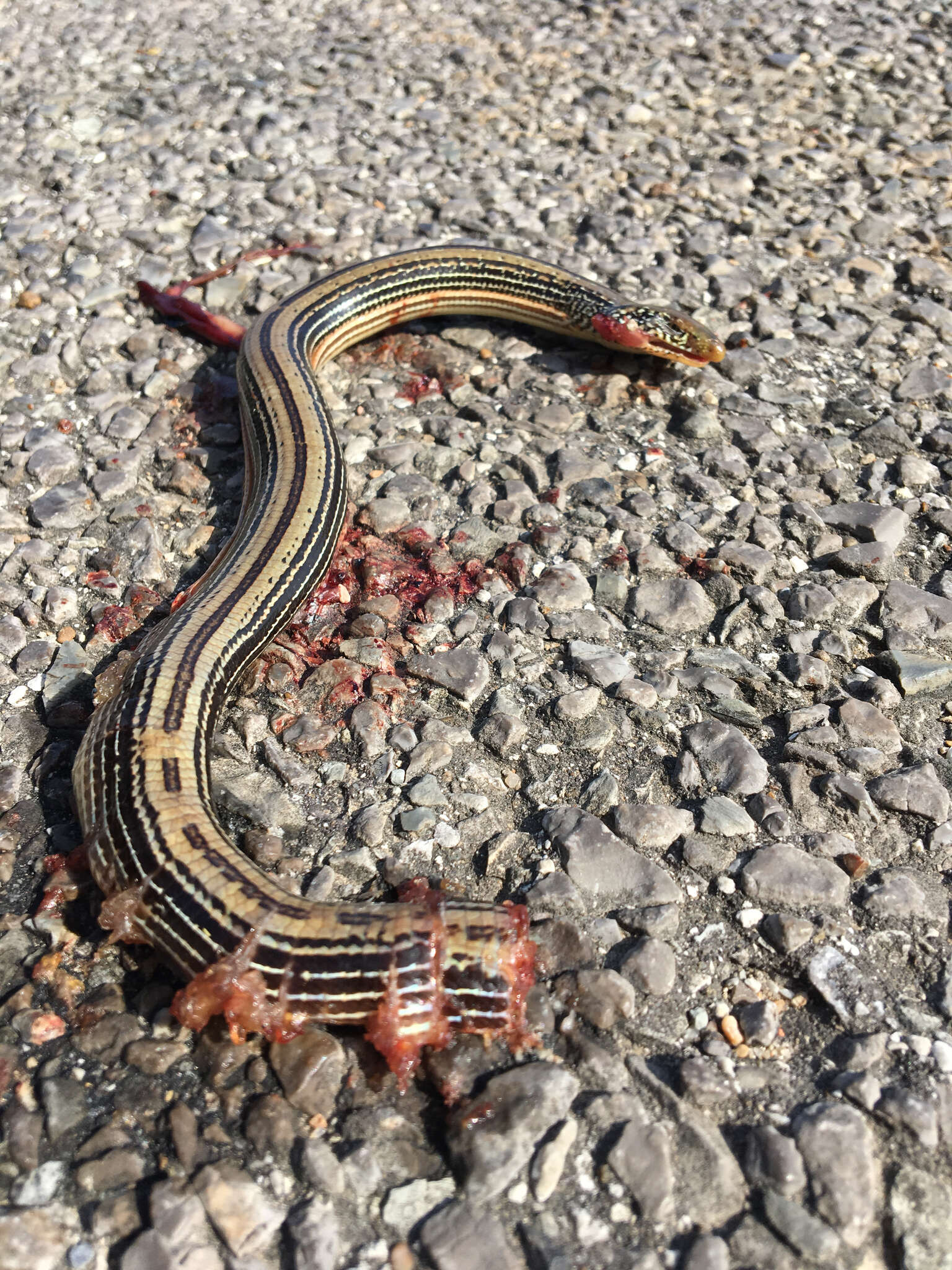 Image of Glass Lizards