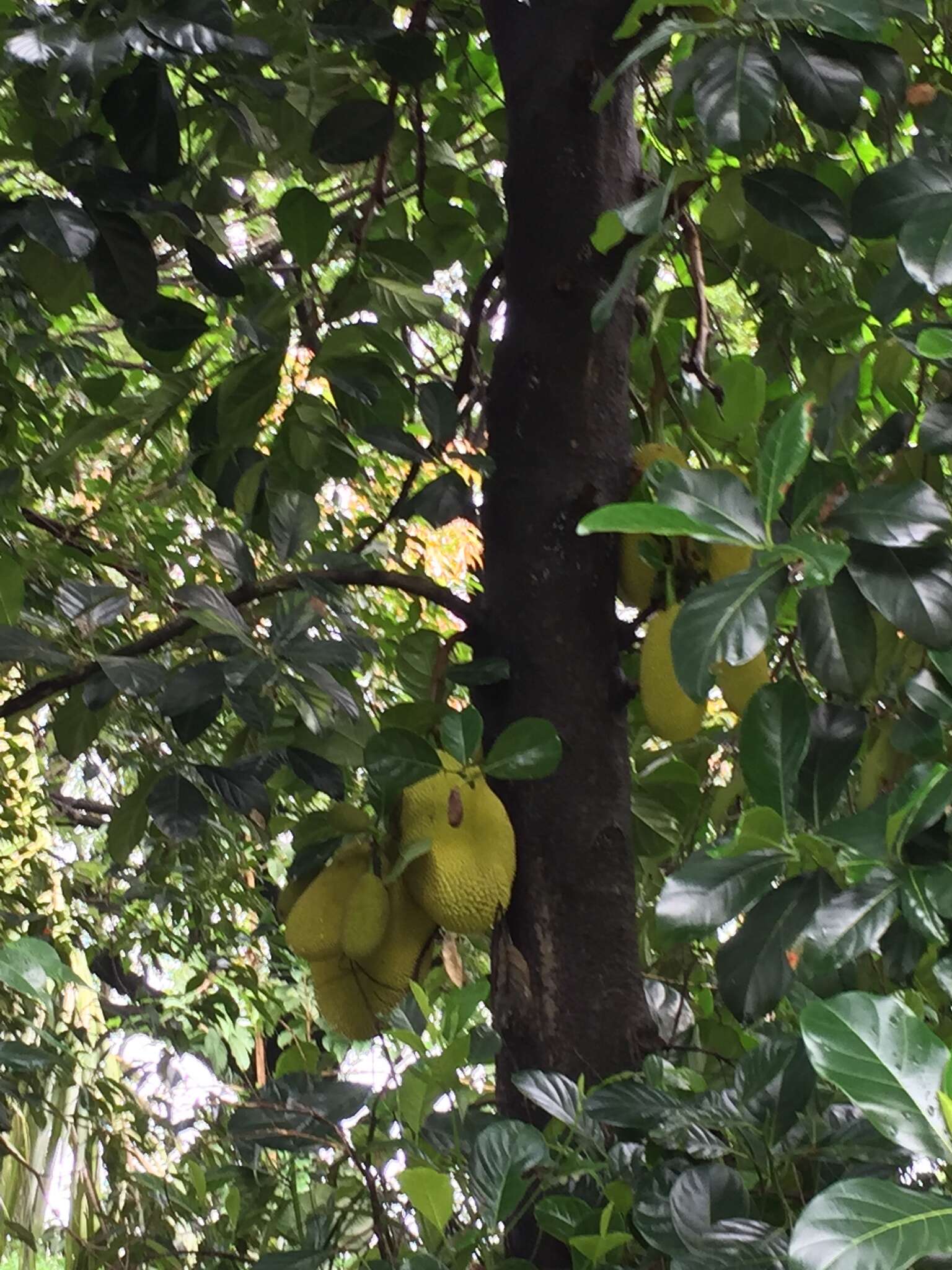 Image of jackfruit