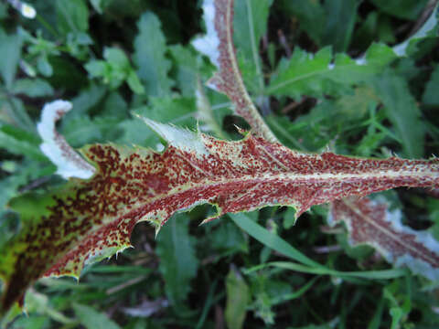 Image of Puccinia punctiformis (F. Strauss) Röhl. 1813