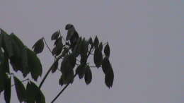 Image of Blue-winged Parakeet