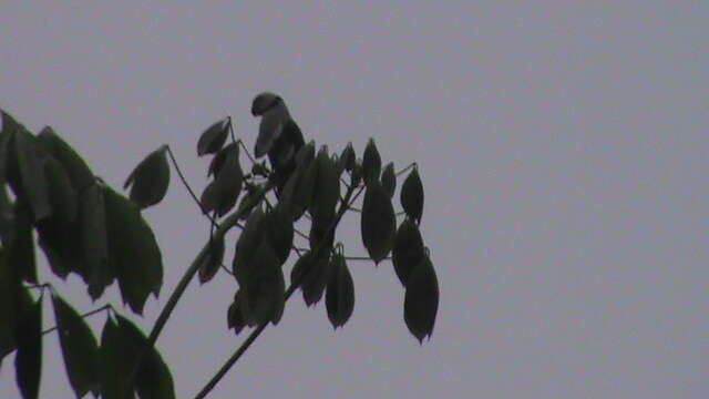 Image of Blue-winged Parakeet