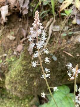 Image of heartleaf foamflower