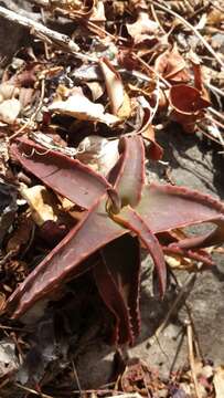 Aloe suarezensis H. Perrier resmi