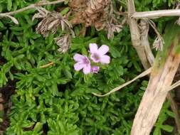 Thymus caespititius Brot. resmi