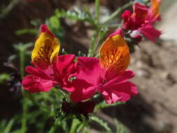 Imagem de Schizanthus grahamii Gill.