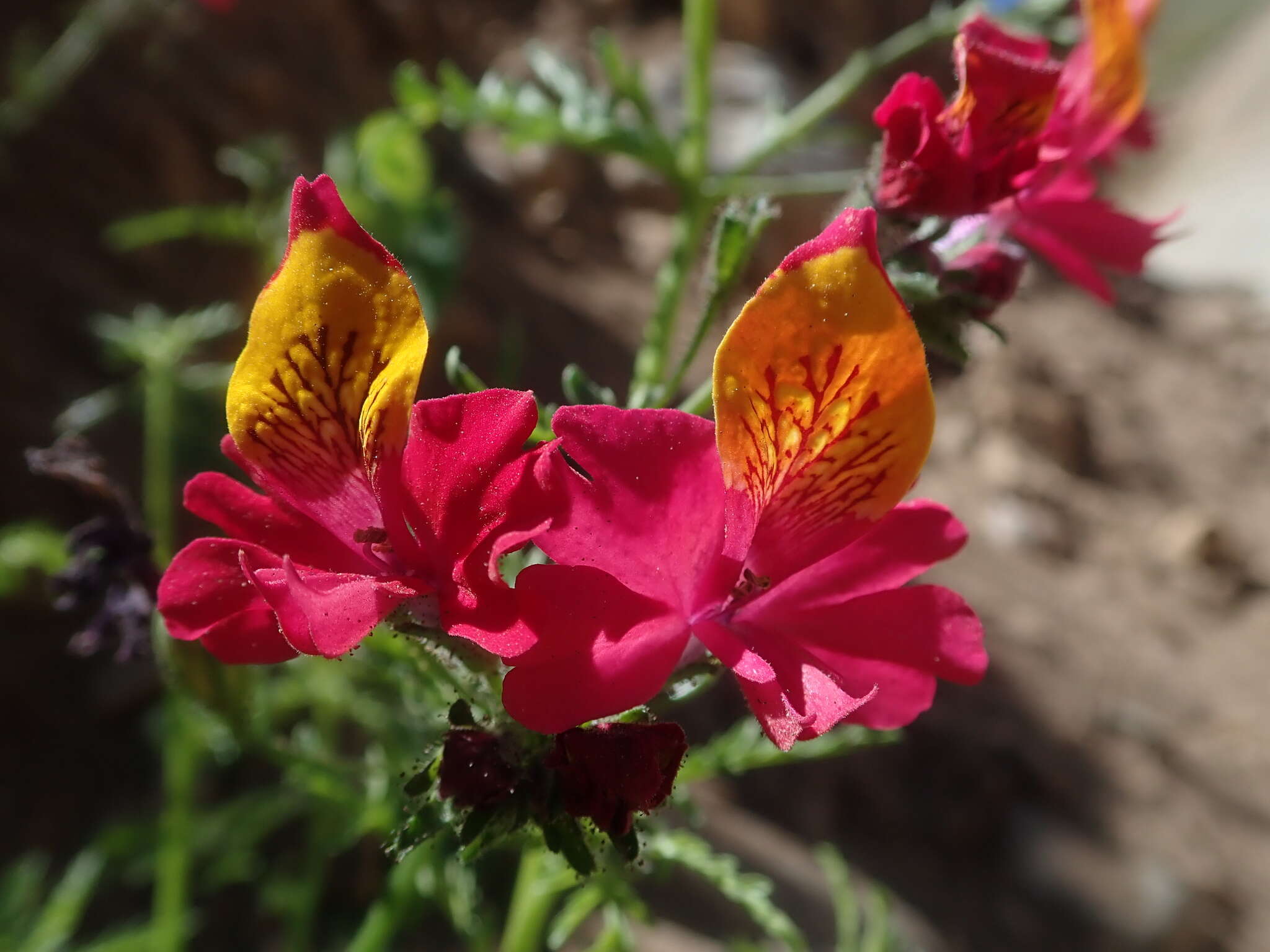 Imagem de Schizanthus grahamii Gill.