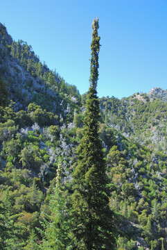 Image of Bristlecone Fir