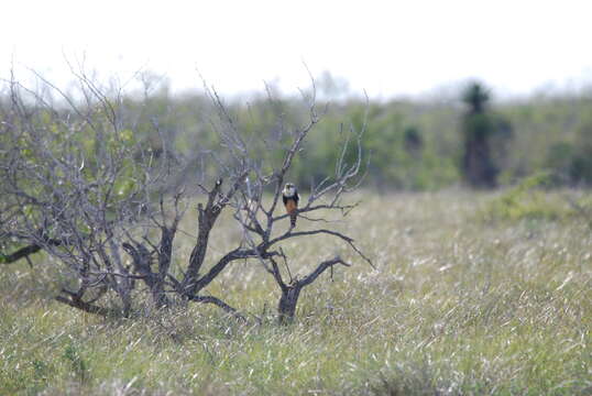 صورة Falco femoralis septentrionalis Todd 1916