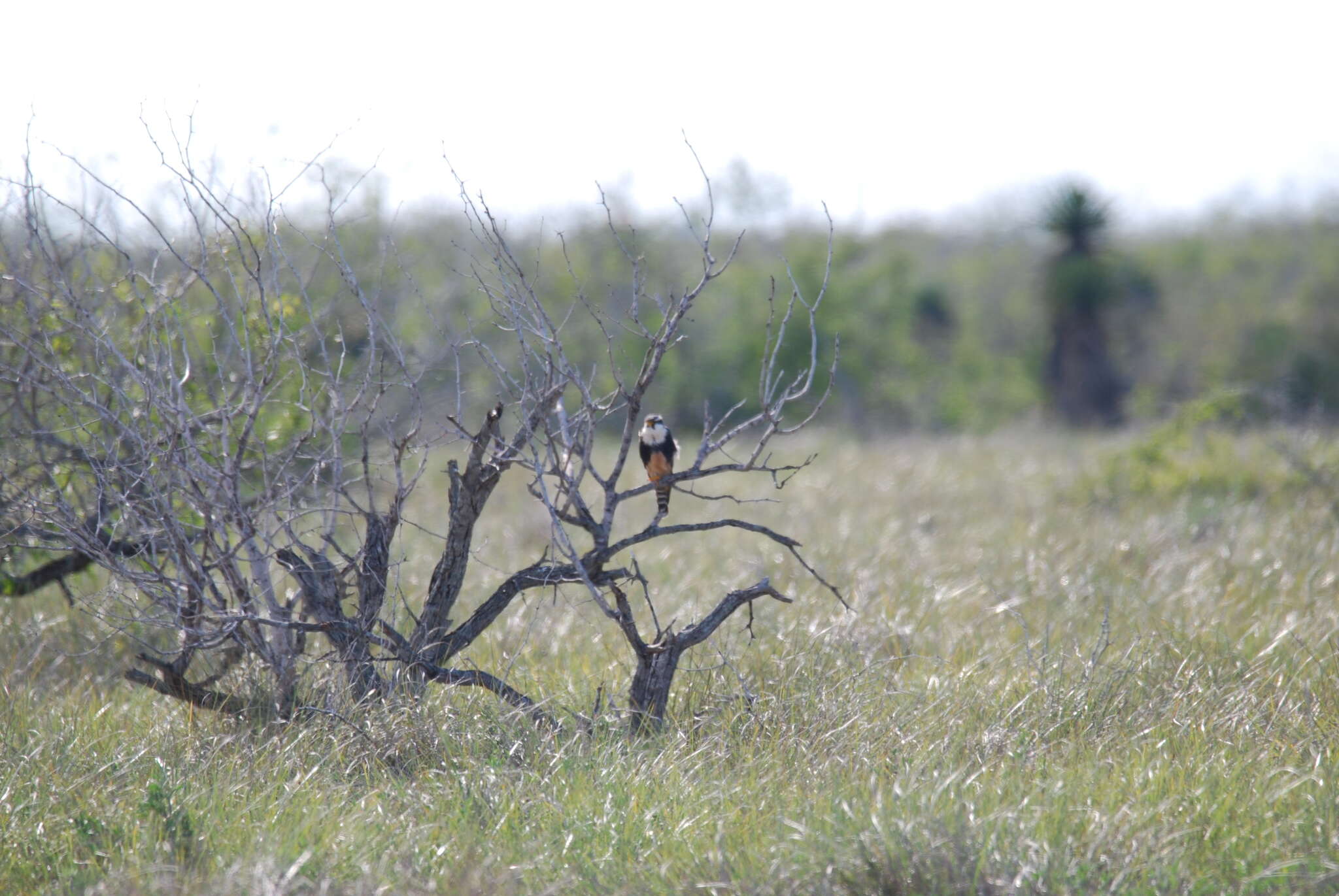 Image of Northern Aplomado Falcon