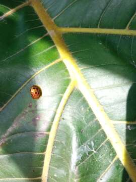 Image of Coptocycla (Coptocycla) undecimpunctata (Fabricius 1781)