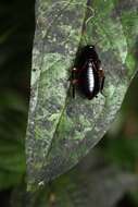 Image of Eurycotis blattoides Hebard 1926