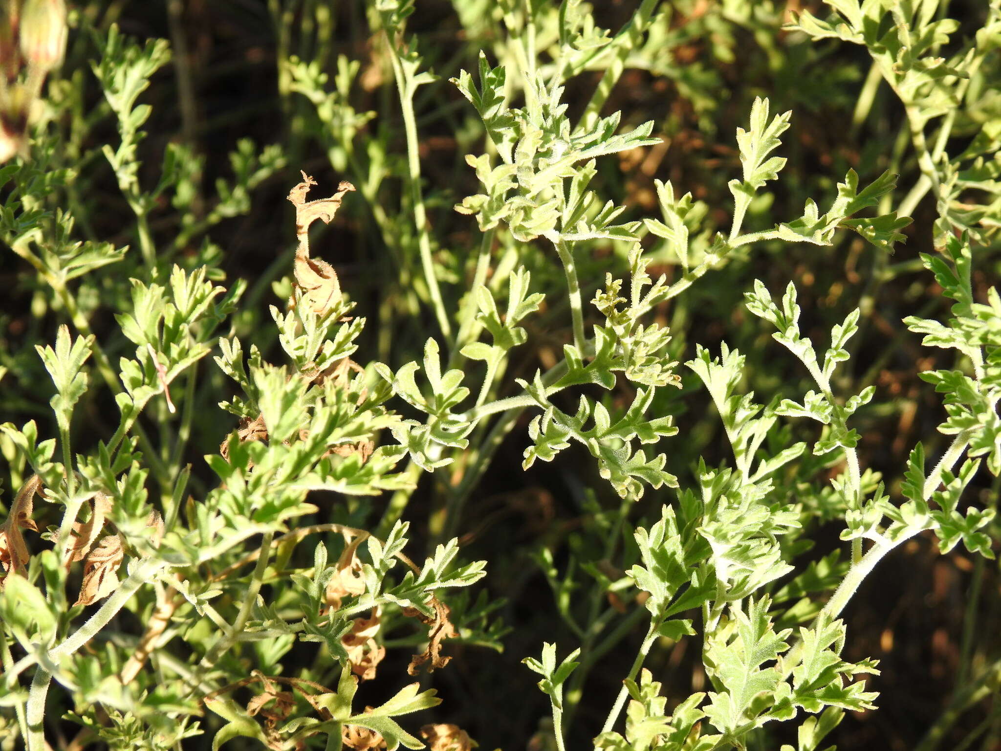 Image of Rock pelargonium