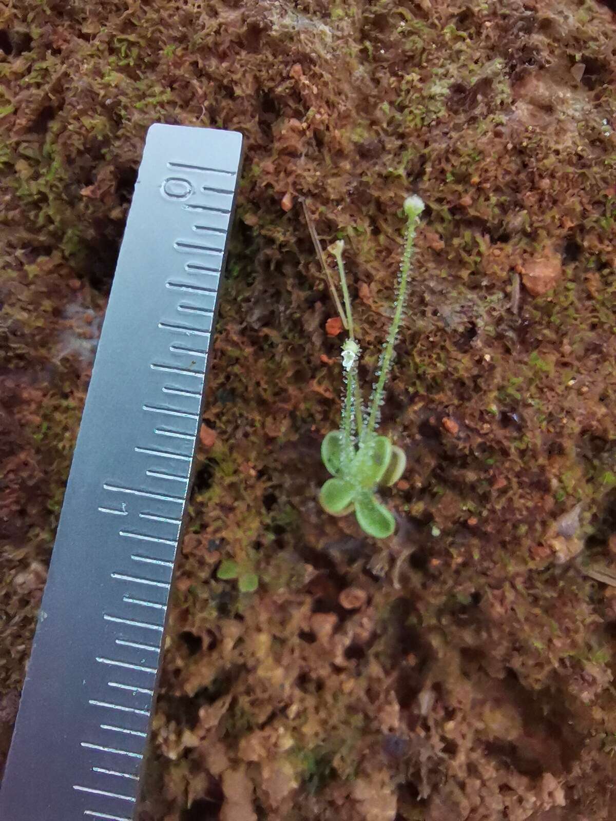 Image of Pinguicula crenatiloba DC.