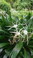 Image of beach spiderlily