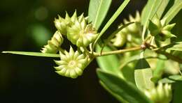 Image de Illicium parviflorum Michx.