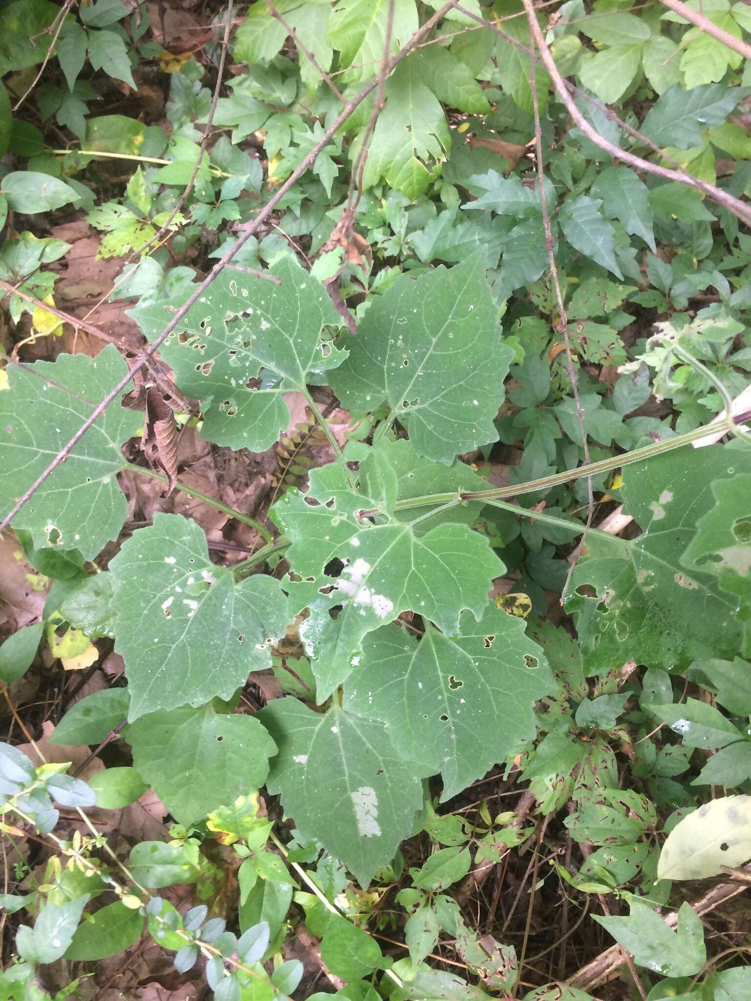 Image of hemp vine