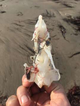 Image of American Elephantfish