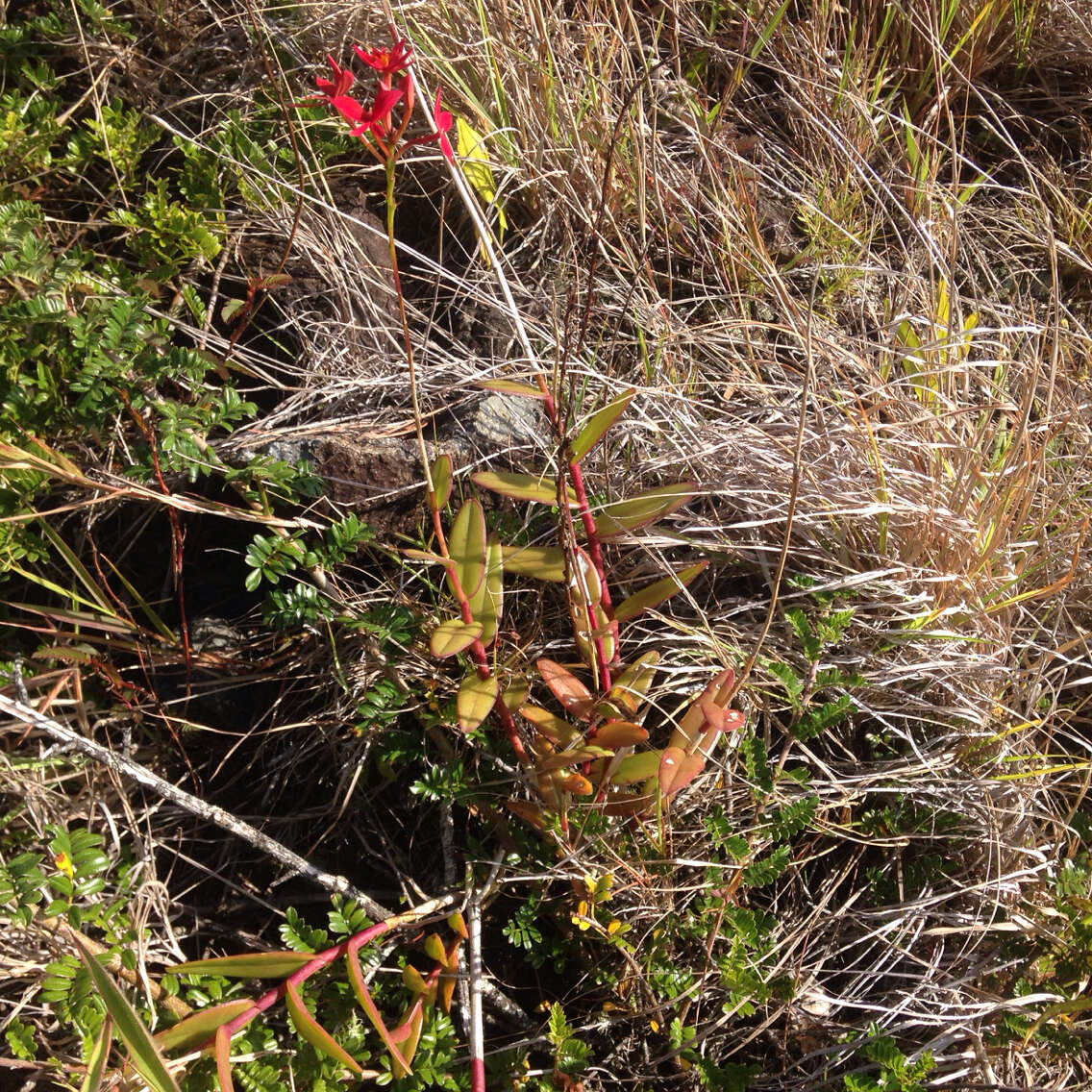 Plancia ëd Epidendrum obrienianum Rolfe