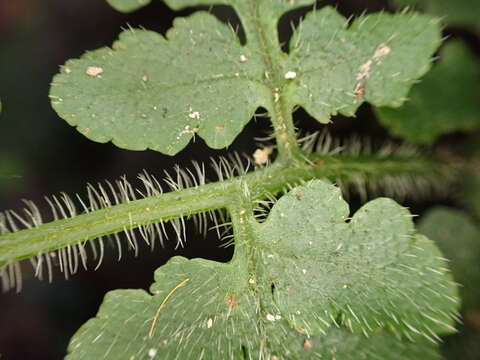 Image of Tomato Fern