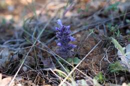 Image of Ajuga orientalis L.