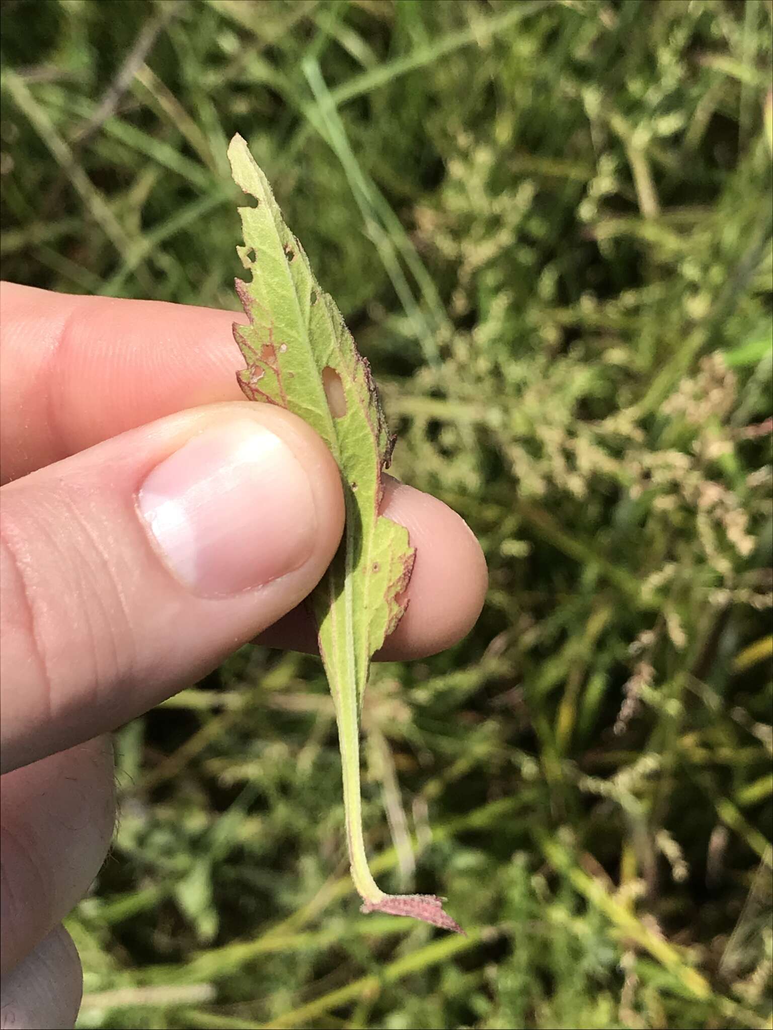 Image of hyssopleaf thoroughwort