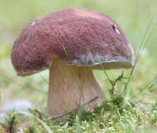 Image of Boletus pinophilus Pilát & Dermek 1973