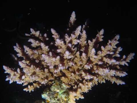 Image of Staghorn coral