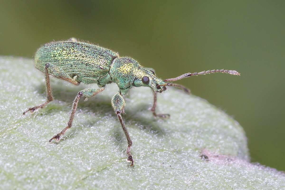 Plancia ëd Phyllobius (Phyllobius) arborator (Herbst 1797)