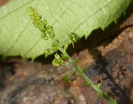 Image of Tragia involucrata L.