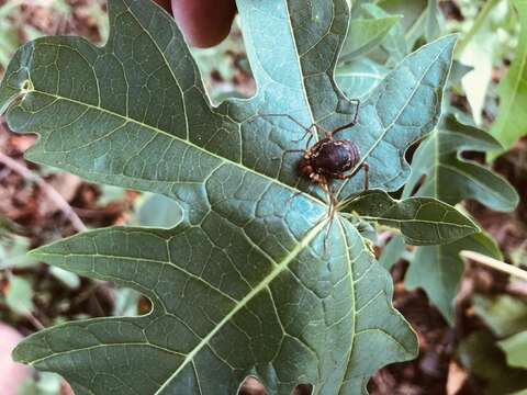 Image of <i>Erginulus subserialis</i>