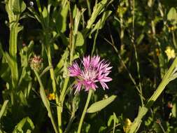 Image of Centaurea napifolia L.