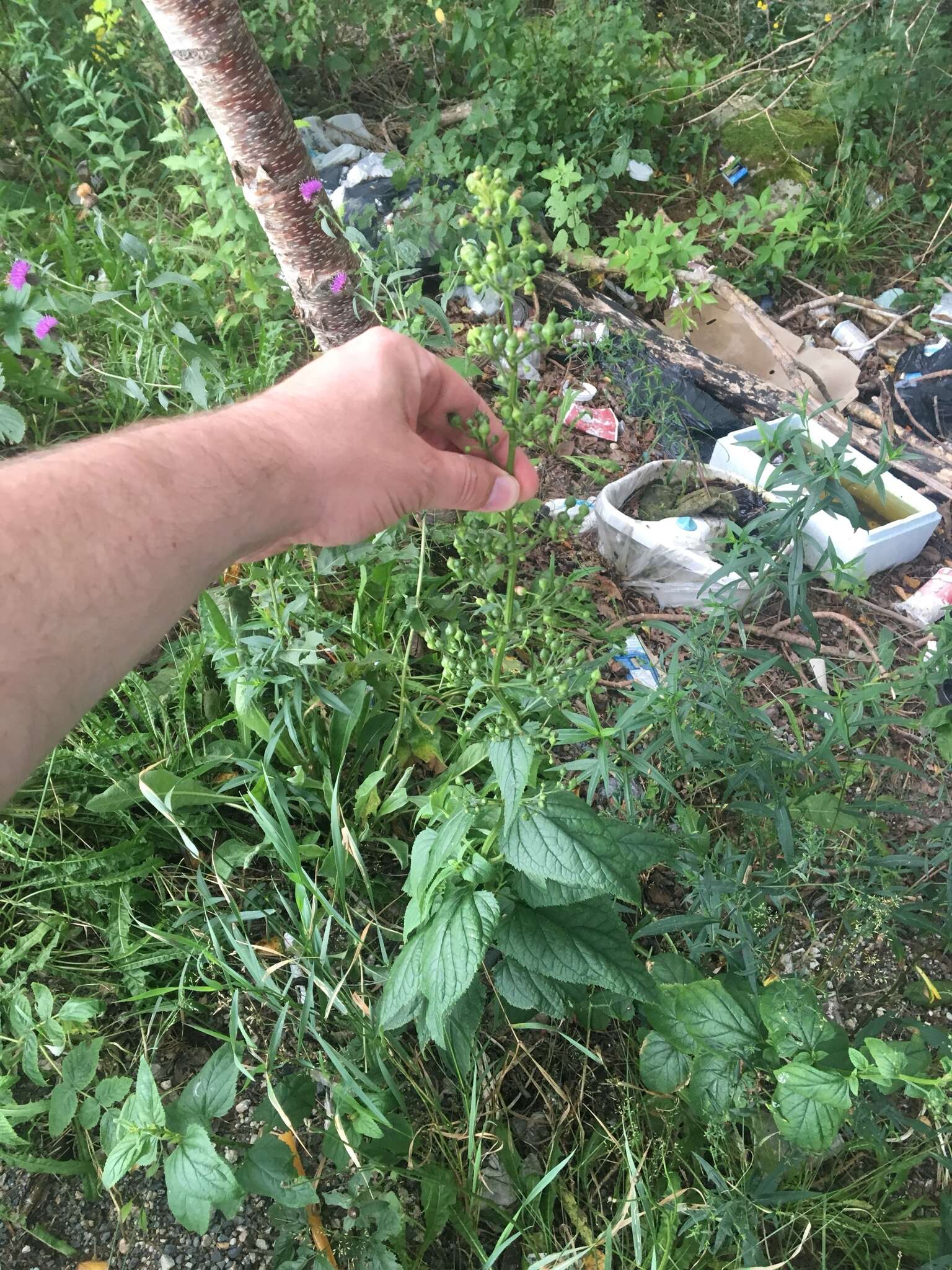 Image of common figwort