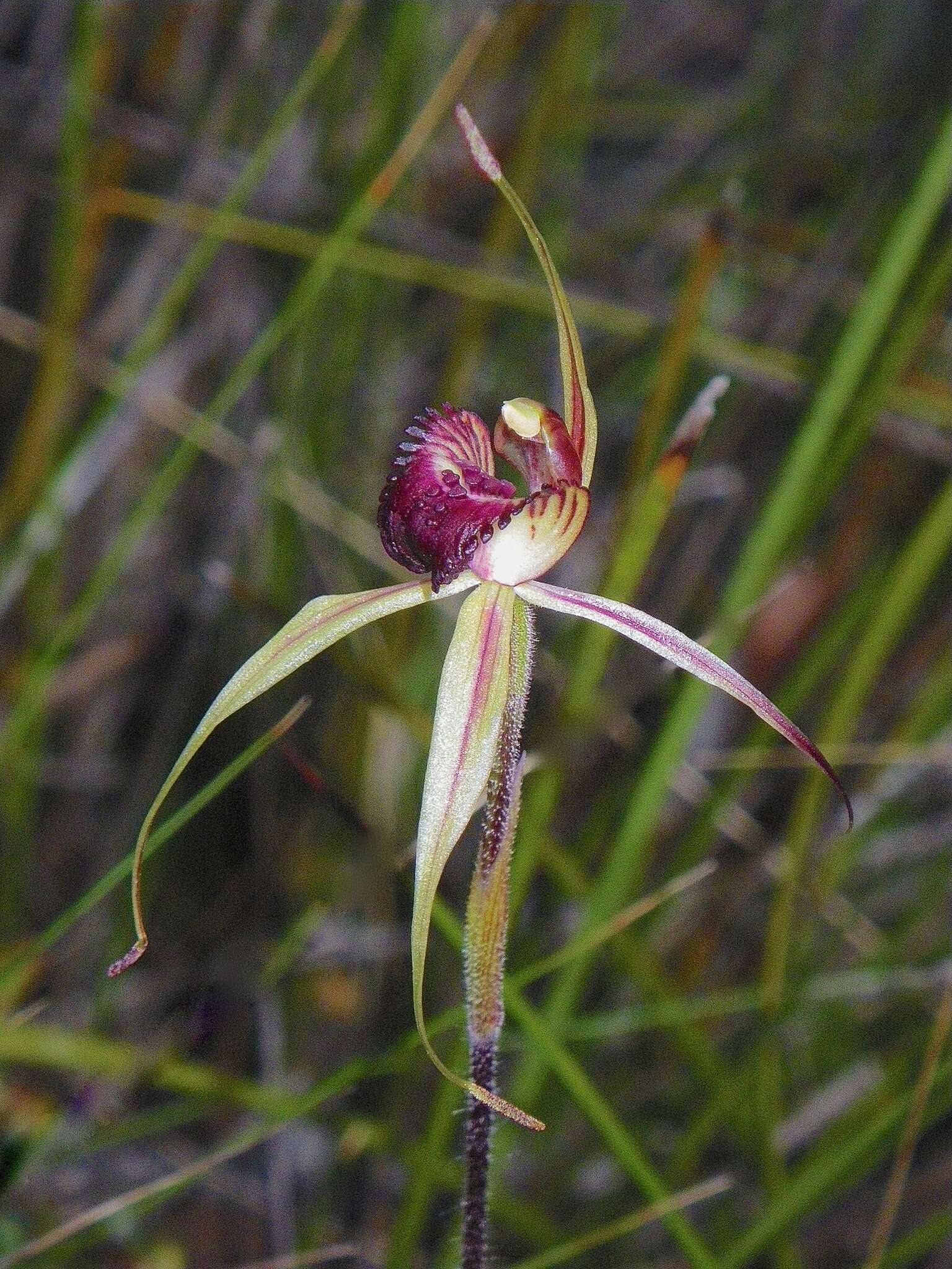 Image of Bats Ridges spider orchid