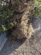 Image of Borrego bedstraw