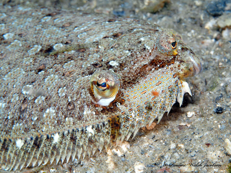 Image of Eyed Flounder