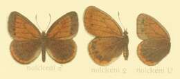 Image of Coenonympha nolckeni Erschoff 1874