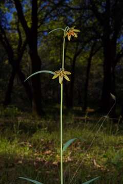 Image of Butte County fritillary