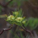 Image of Euphorbia goyazensis Boiss.