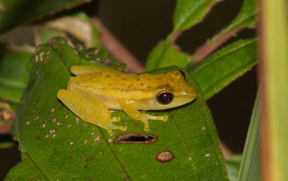 Image of Rohanixalus hansenae (Cochran 1927)