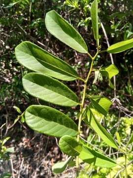 Image of Bridelia pervilleana Baill.