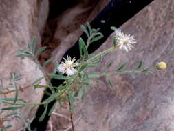 Imagem de Chrysocoma puberula Schltr. ex Merxm.