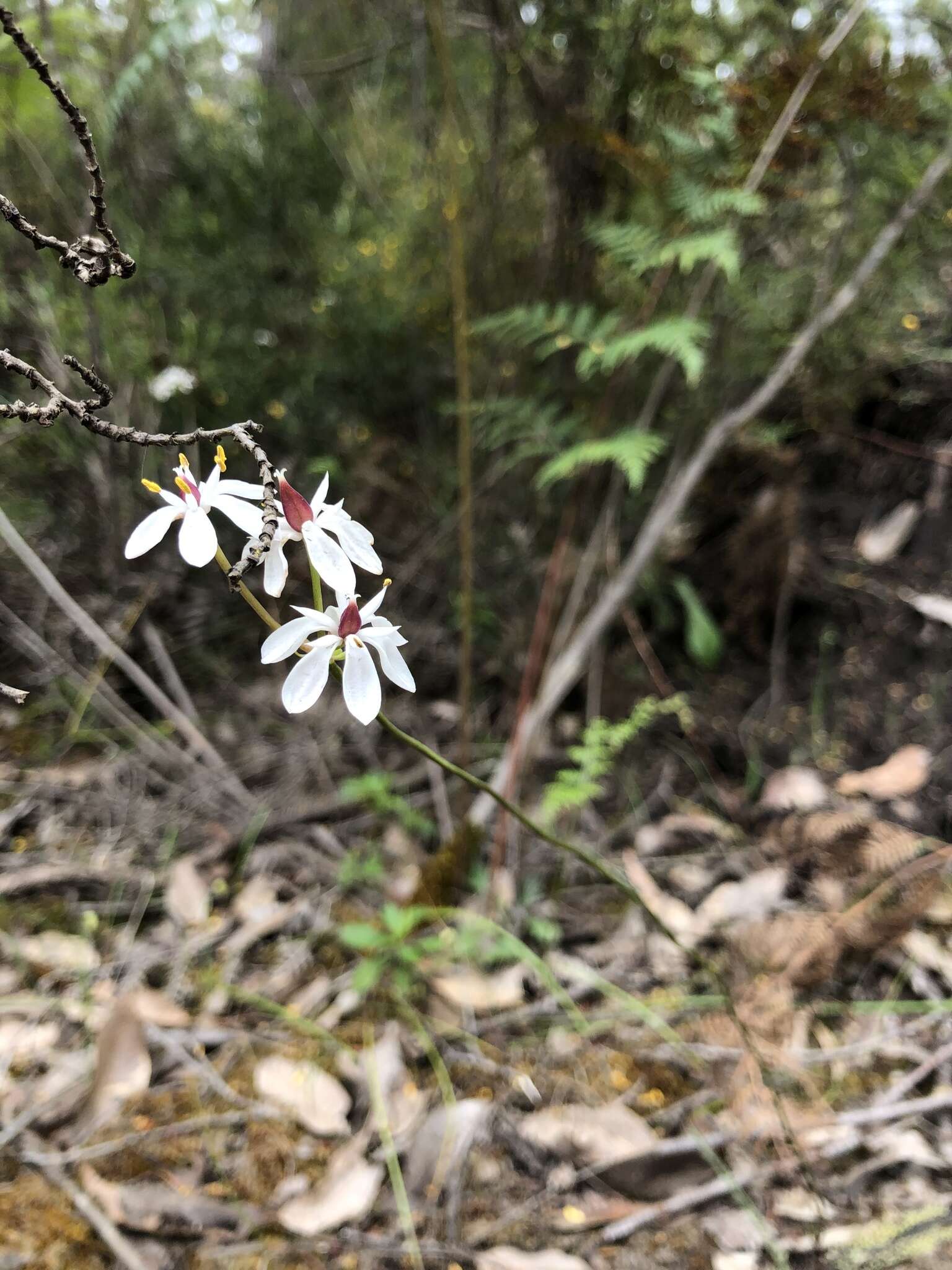 Image of Burchardia multiflora Lindl.