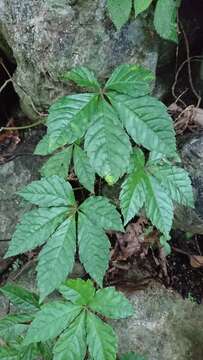 Image of Tetrastigma obtectum var. glabrum (Lév. & Vaniot) Gagnep.