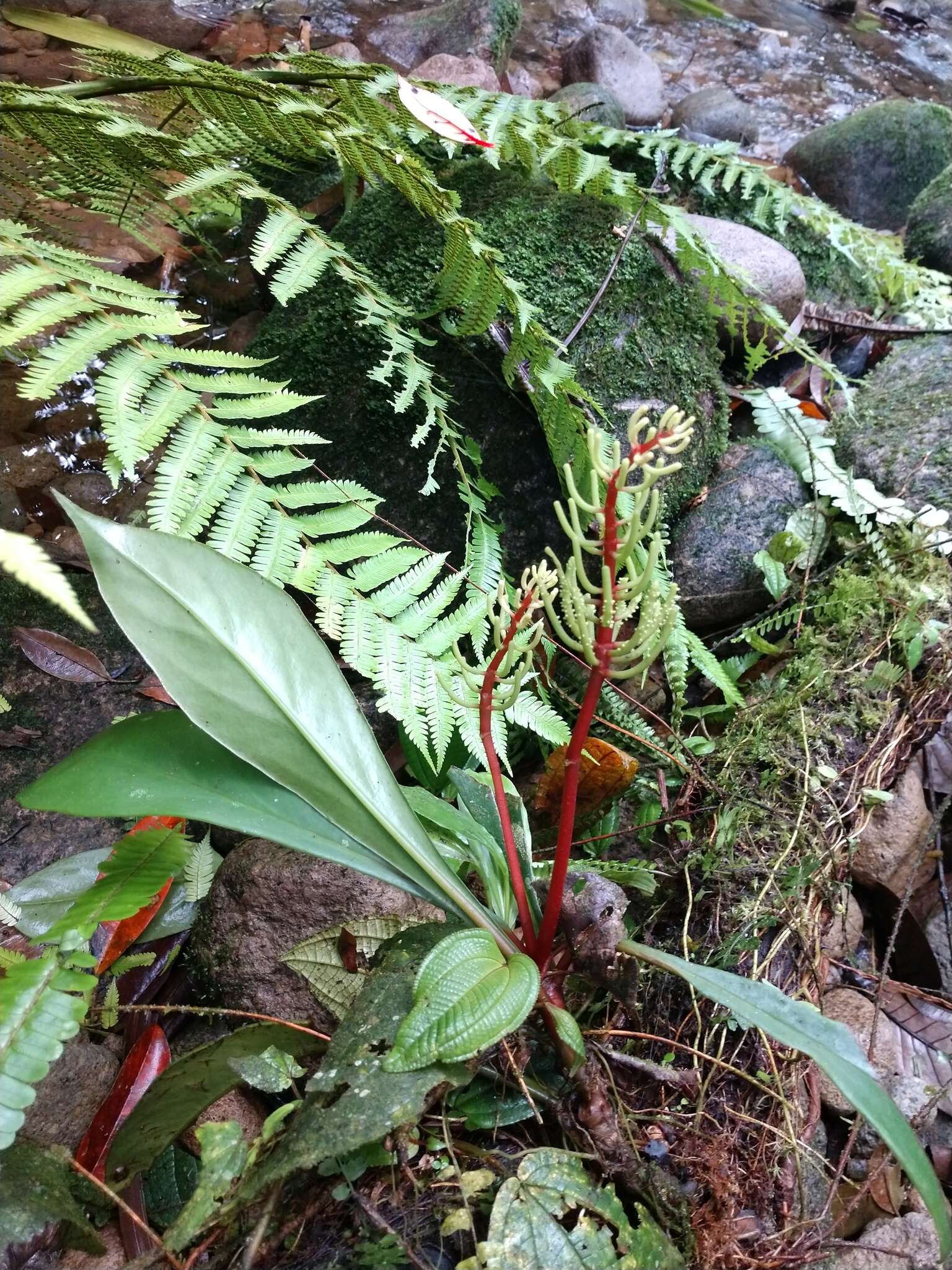 Image of Peperomia pernambucensis Miq.