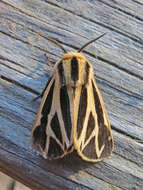 Image of Nais Tiger Moth