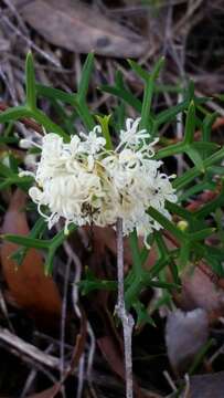 Image of Grevillea trifida (R. Br.) Meissner